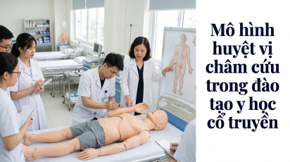 Mô hình huyệt vị châm cứu trong đào tạo y học cổ truyền