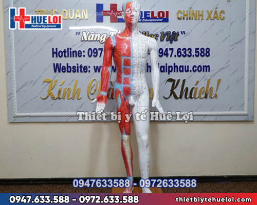 Mô hình huyệt vị - Giải phẫu cơ thể người 178cm