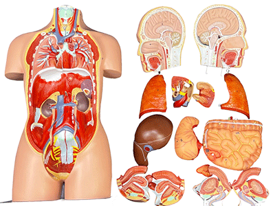 Mô Hình Giải Phẫu
