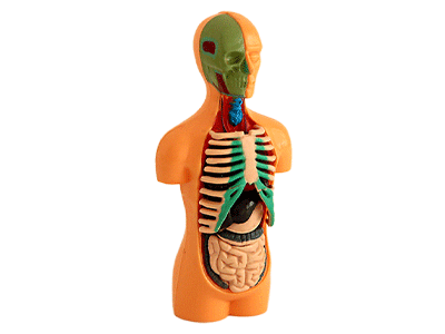 Mô Hình Giải Phẫu