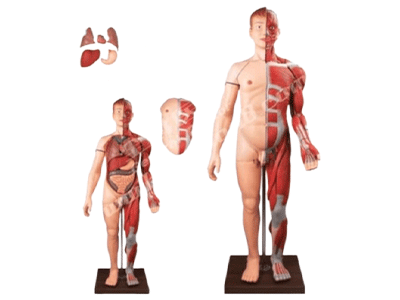 MÔ HÌNH GIẢNG DẠY Y KHOA