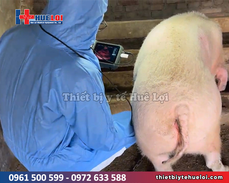 Máy siêu âm theo dõi chu kỳ sinh sản heo nái