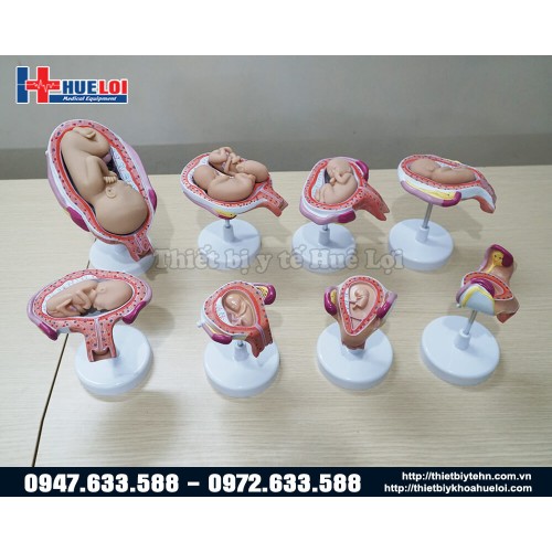 bộ mô hình thai nhi các giai đoạn