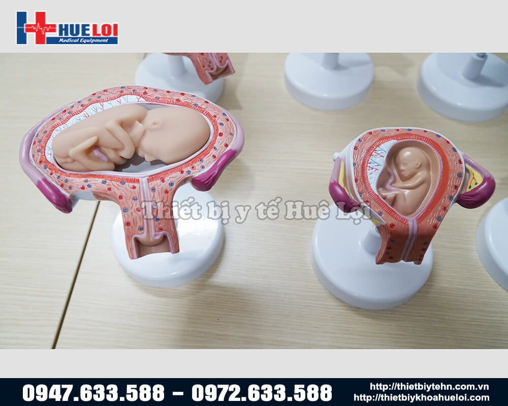 mô hình 8 giai đoạn phát triển thai nhi 