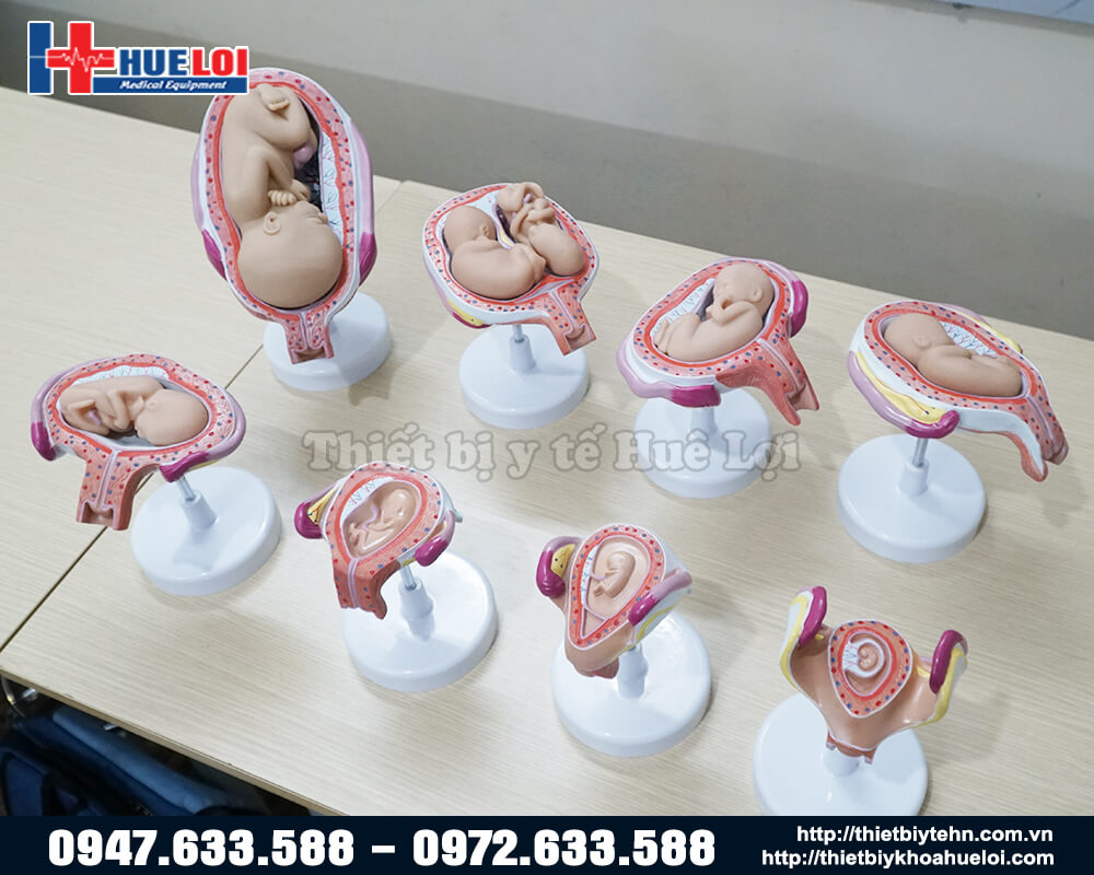 mô hình giai đoạn phát triển của thai 