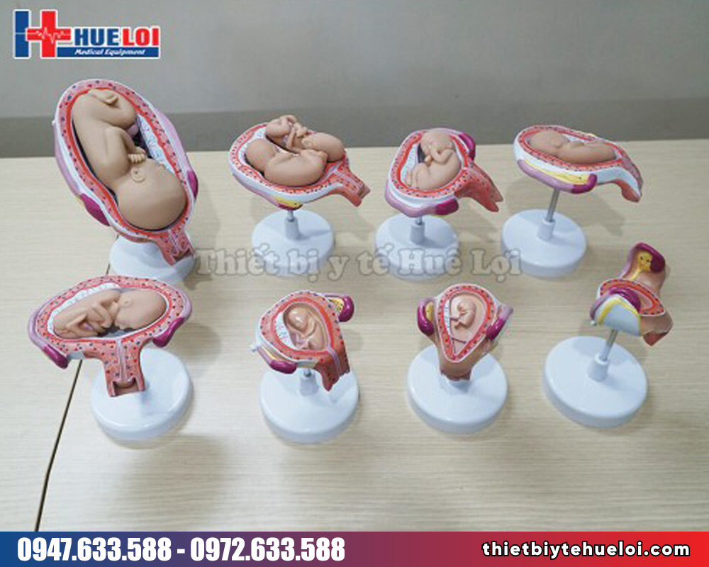 Mô hình các giai đoạn phát triển của thai nhi