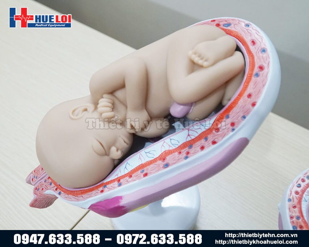 mô hình thai nhi chi tiết các giai đoạn