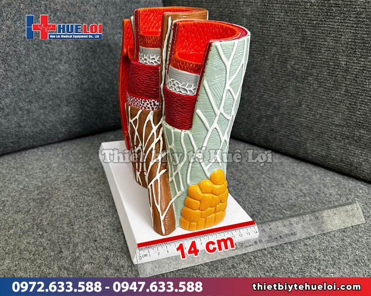 kích thước chiều rộng mô hình giải phẫu thành mạch