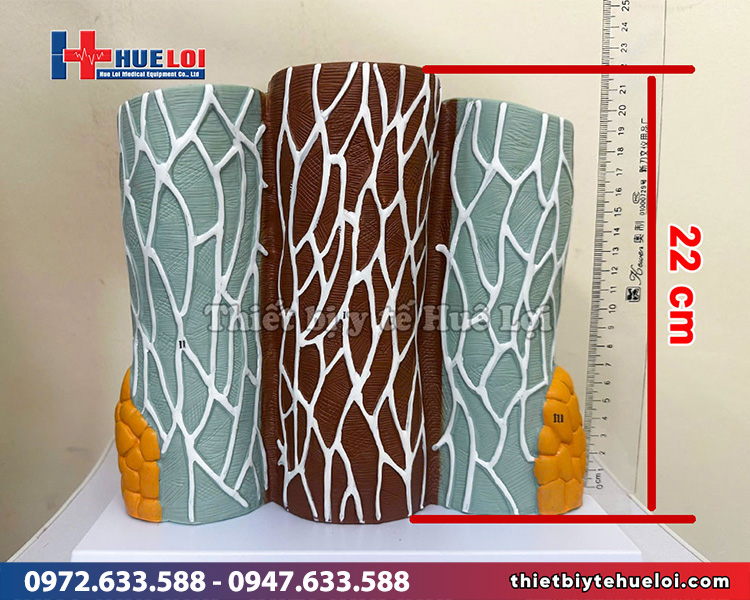 kích thước chiều cao mô hình thành mạch