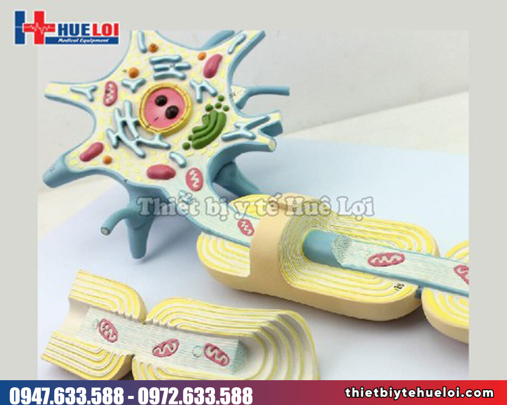 Mô hình cấu tạo tế bào thần kinh