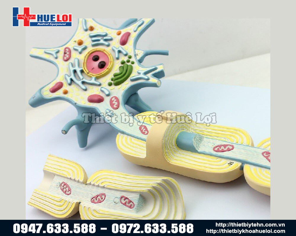mô hình sợi trục thần kinh