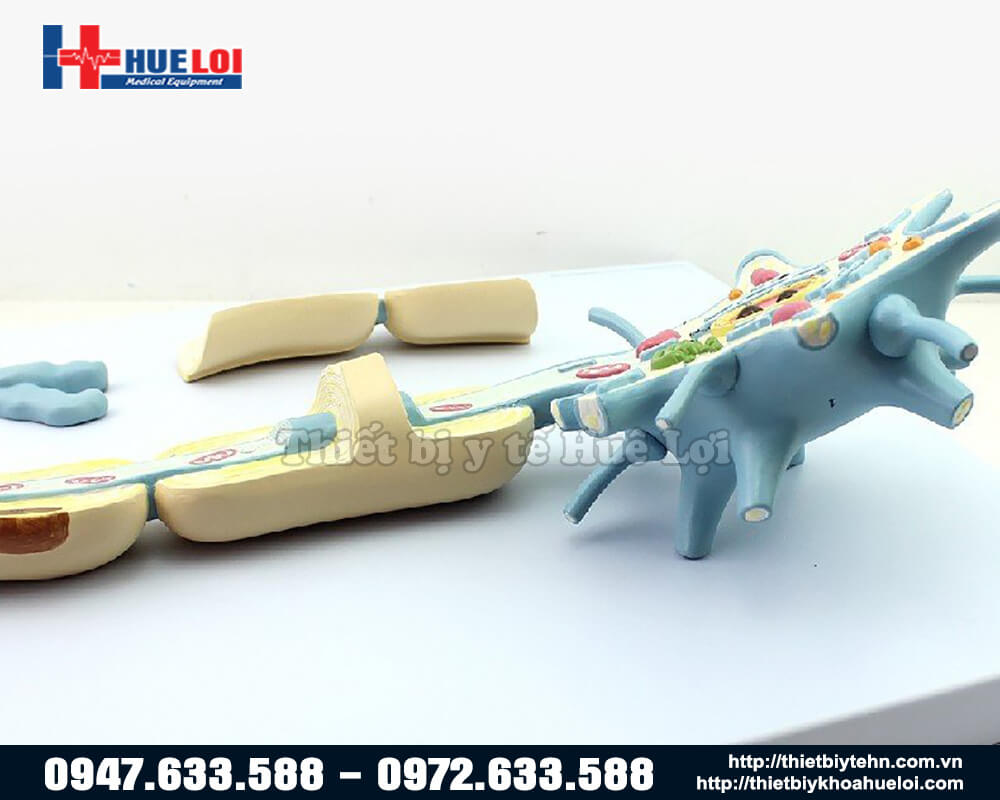 mô hình tế bào thần kinh chi tiết