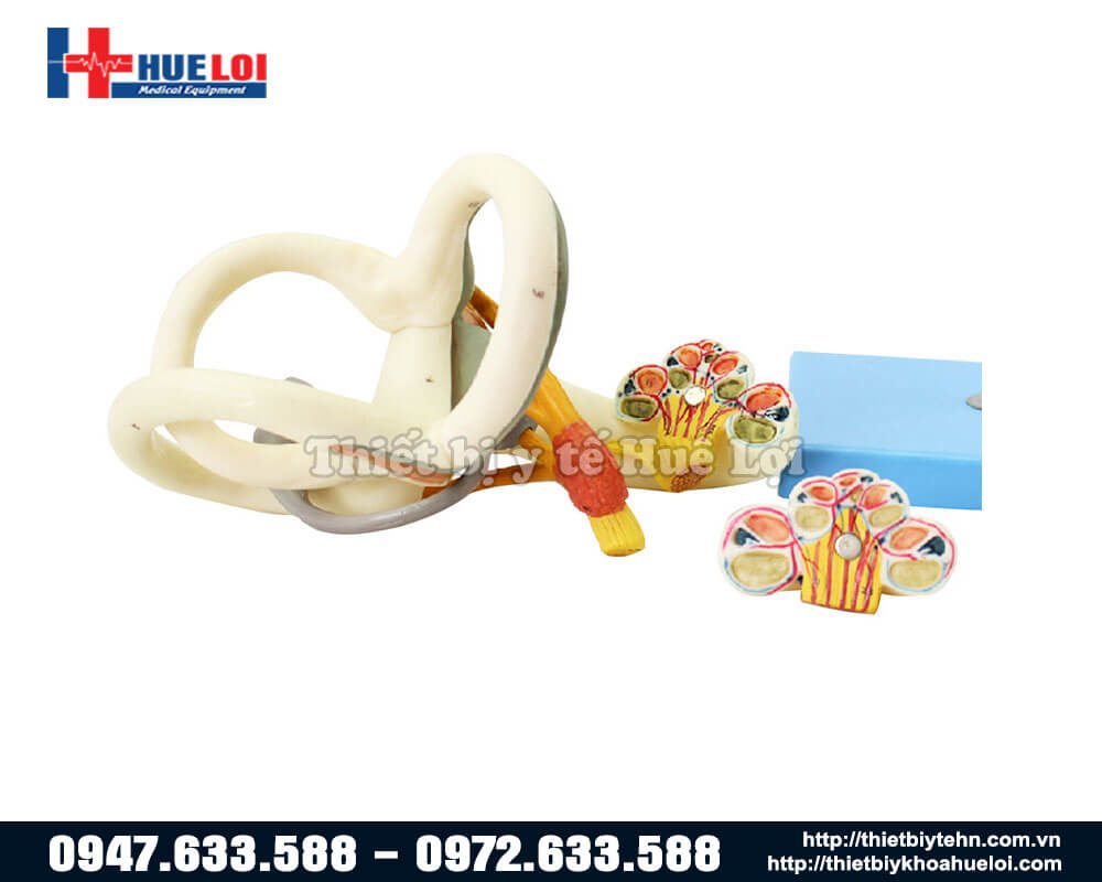 mô hình giải phẫu mê nhĩ màng