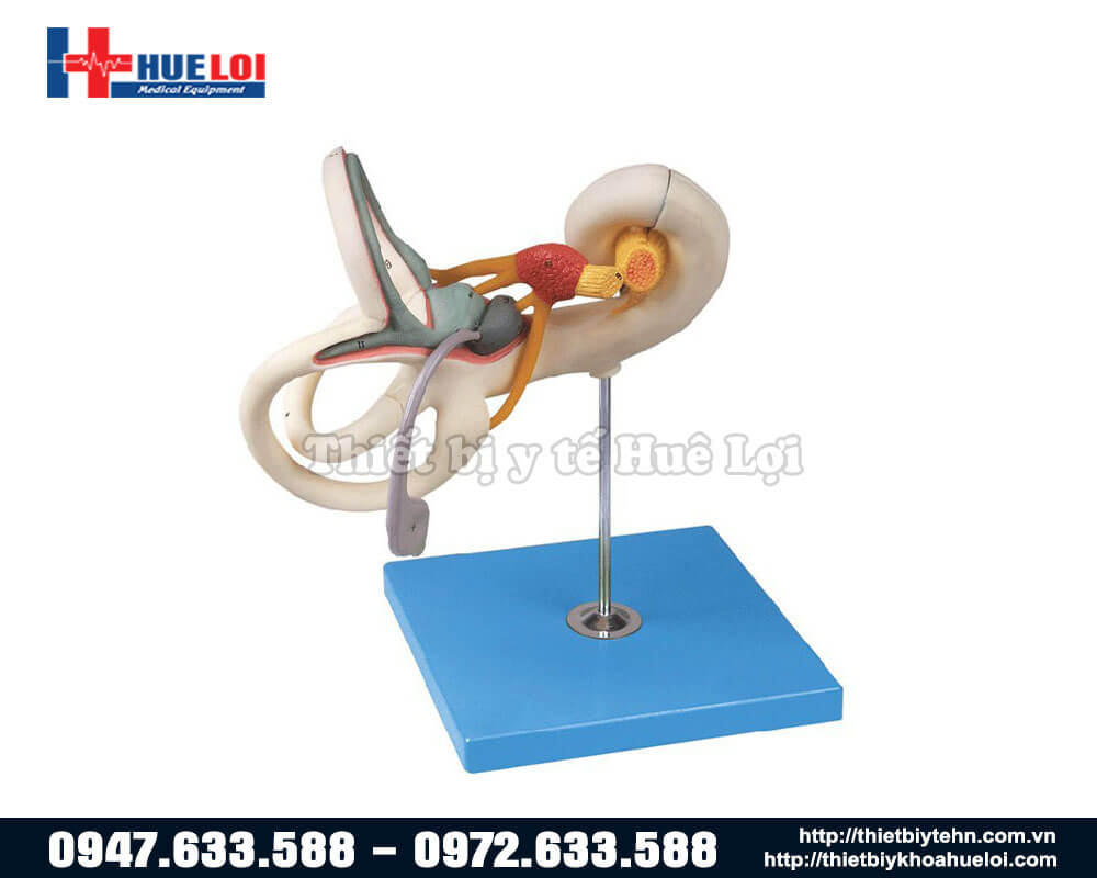 mô hình tai giữa