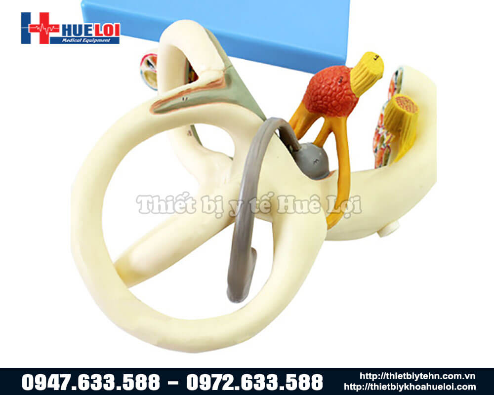 mô hình giải phẫu xương mê nhĩ