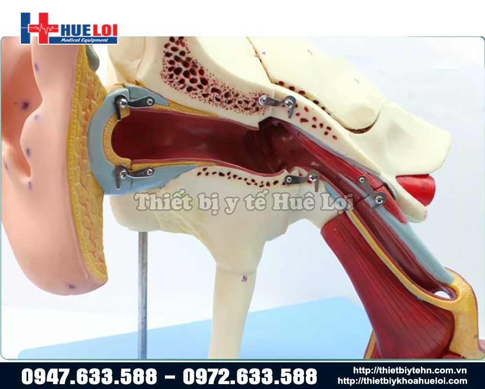 mô hình cấu trúc tai chi tiết