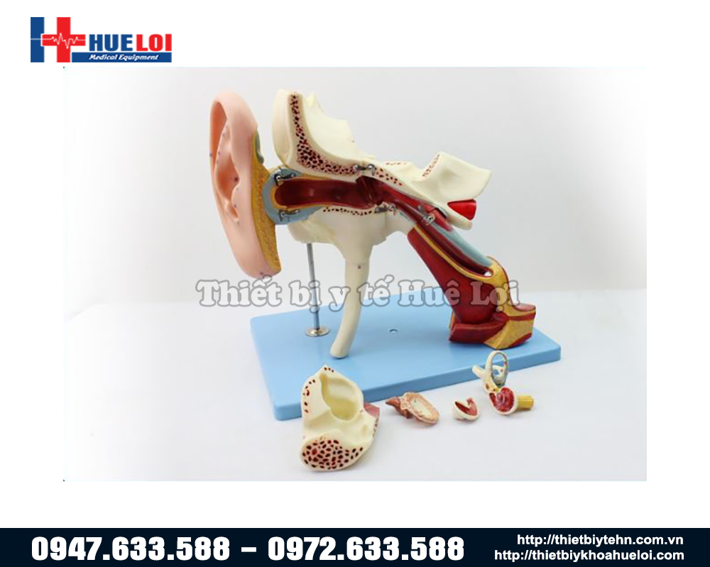 mô hình giải phẫu tai chi tiết