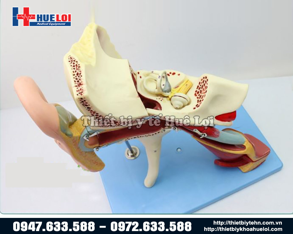 mô hình giải phẫu tai tháo rời