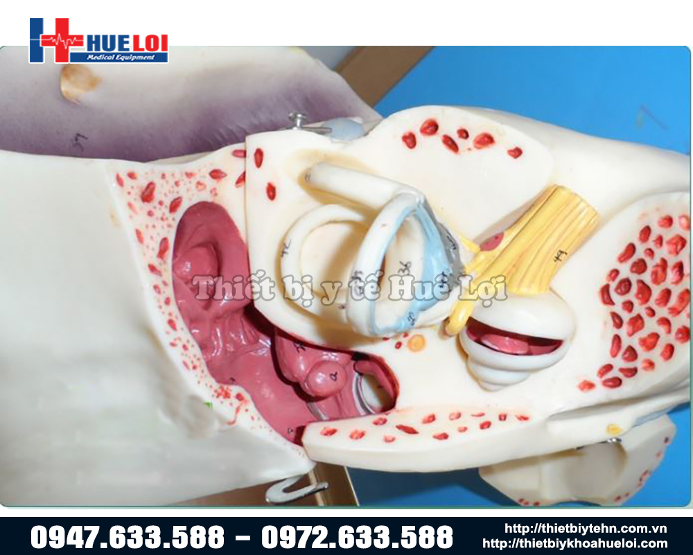 mô hình giải phẫu tai trong tháo rời