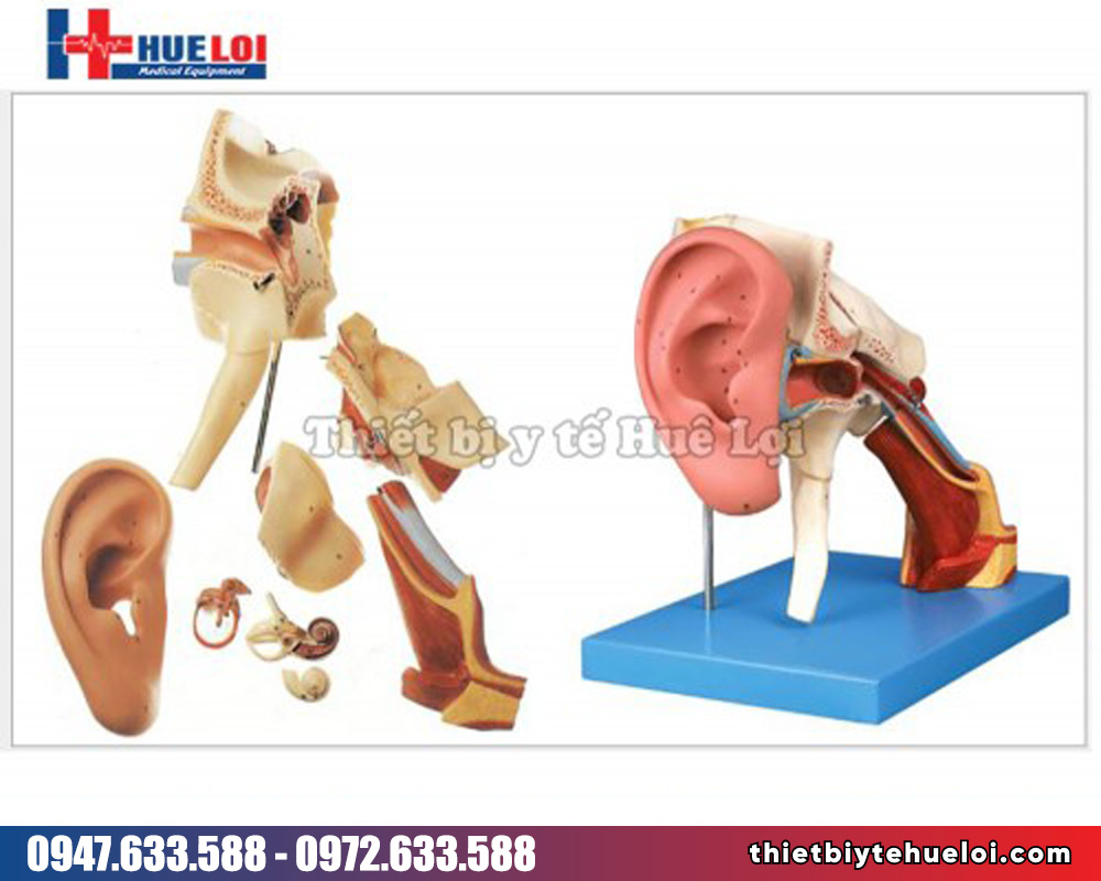 Mô hình cấu trúc tai người chi tiết