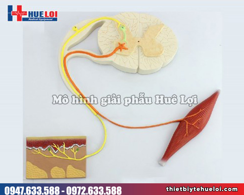 Mô hình dẫn truyền thần kinh