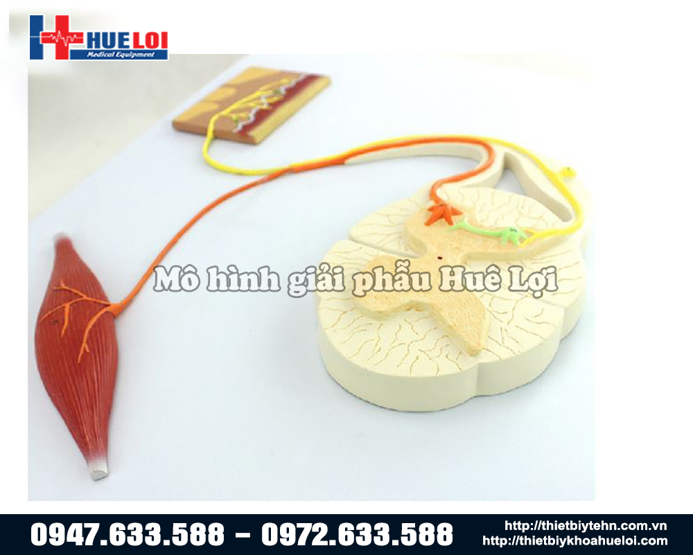 mô hình cung phản xạ tủy