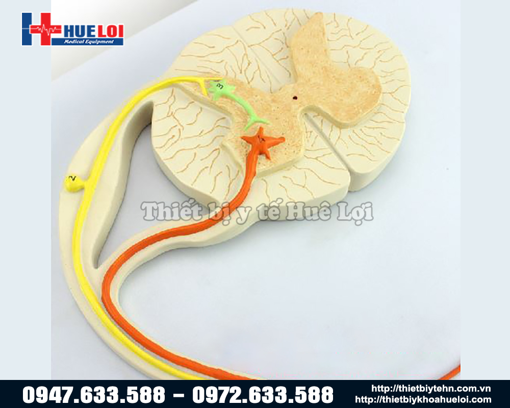 mô hình sự dẫn truyền thần kinh