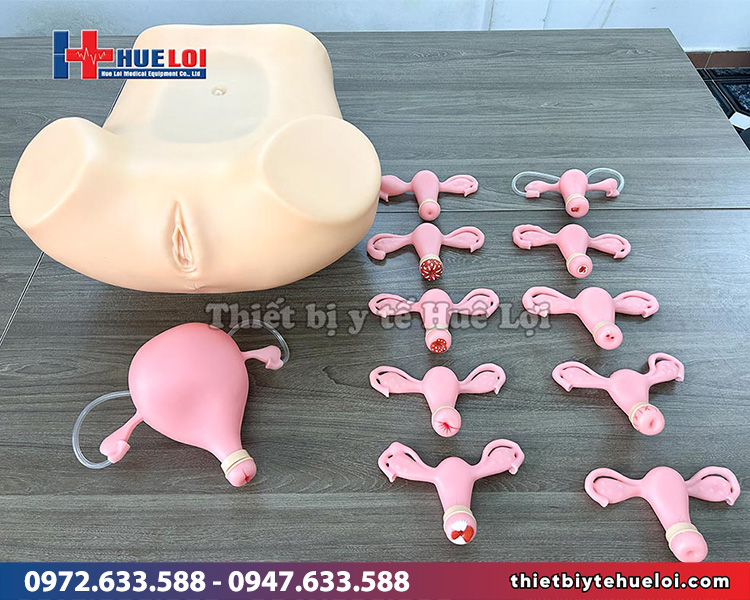 mô hình âm đạo tử cung