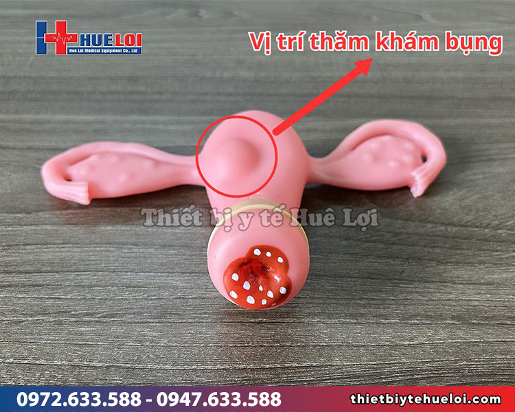 mô hình thực hành khám phụ khoa