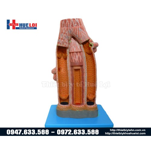 mô hình giải phẫu động mạch tĩnh mạch