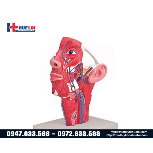 mô hình giải phẫu chi tiết mặt cổ