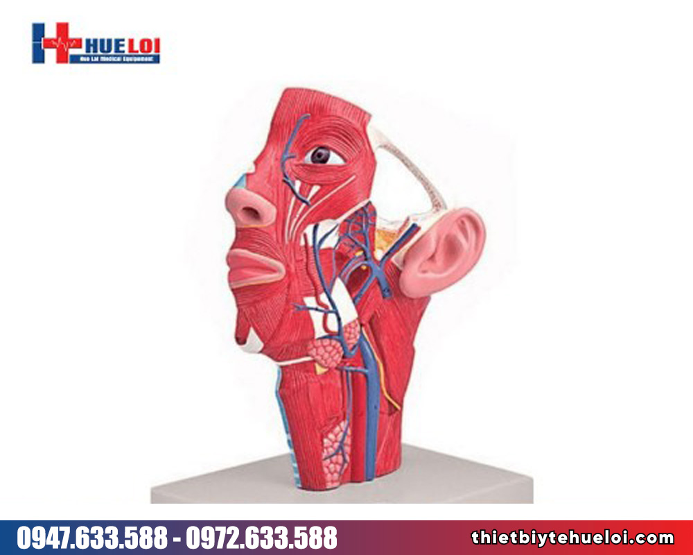 Mô hình động tĩnh mạch vùng đầu