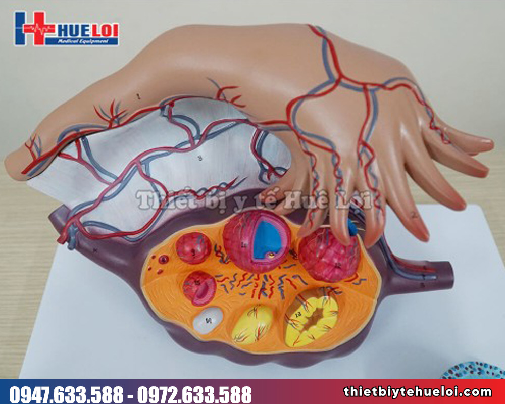 Mô hình giải phẫu buồng trứng và nang trứng