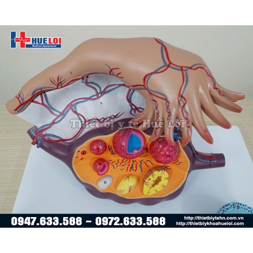 mô hình của trứng và giai đoạn phát triển của trứng