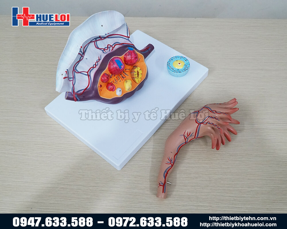 mô hình giải phẫu buồng trứng người