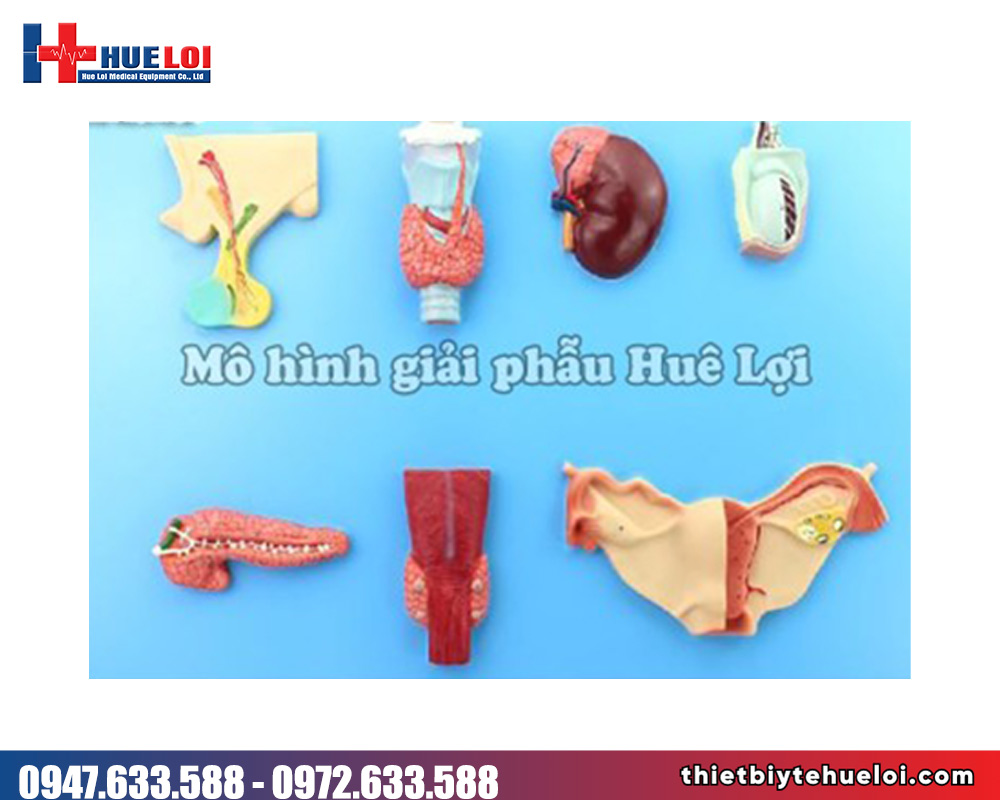 Mô hình giải phẫu các tuyến nội tiết người