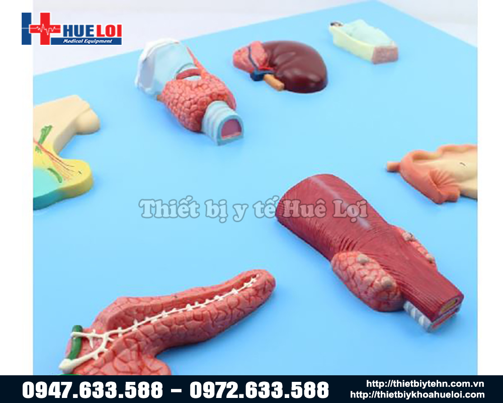 mô hình tuyến giáp