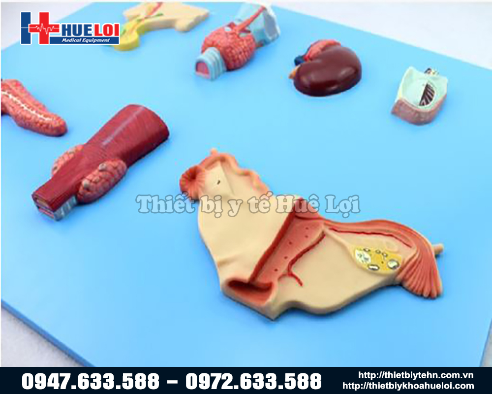 mô hình tuyến yên