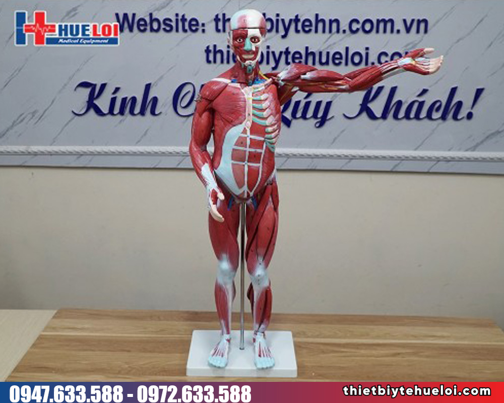 Mô hình giải phẫu cơ và nội tạng bóc tách