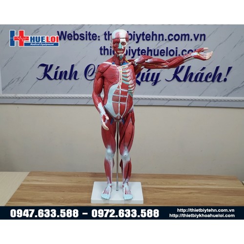 mô hình hệ cơ toàn thân