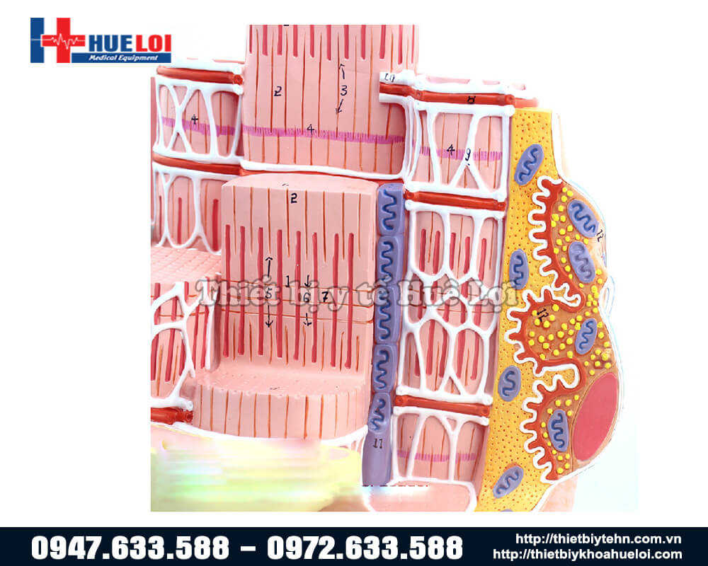 mô hình cấu trúc cơ xương