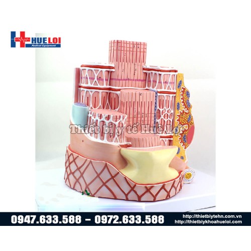 mô hình cấu trúc sợi cơ