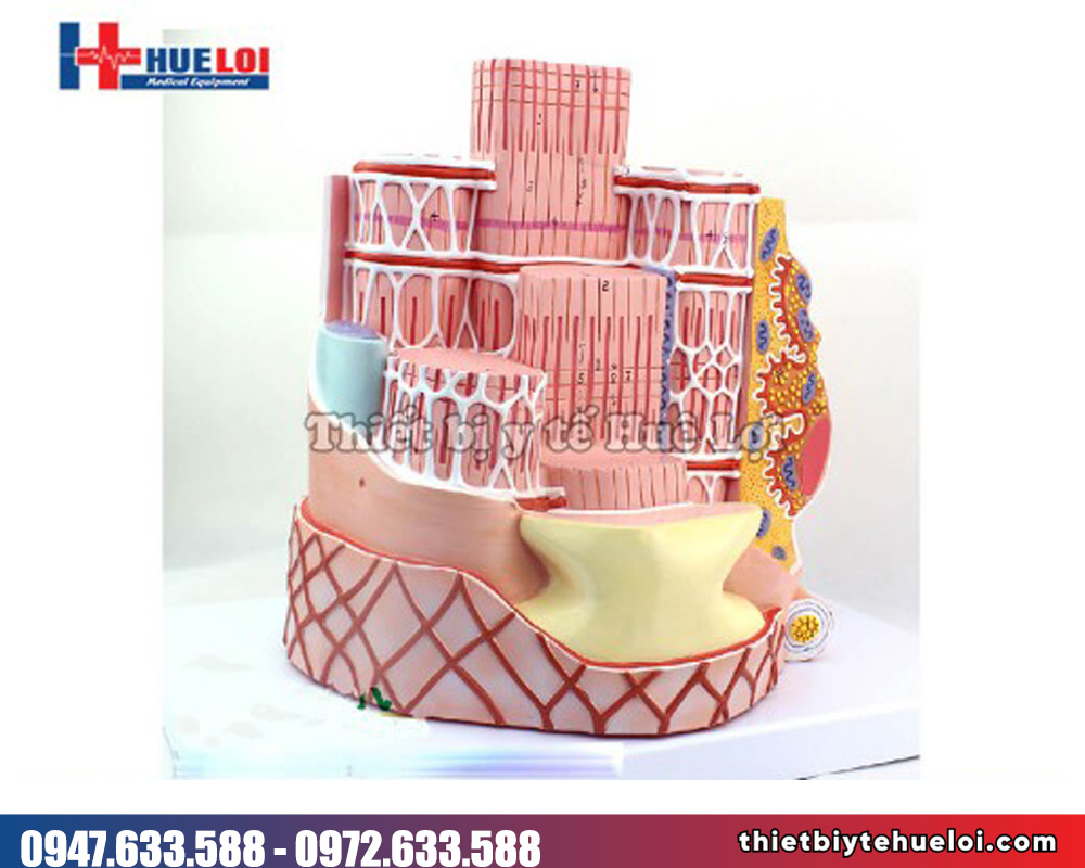 Mô hình giải phẫu hệ cơ