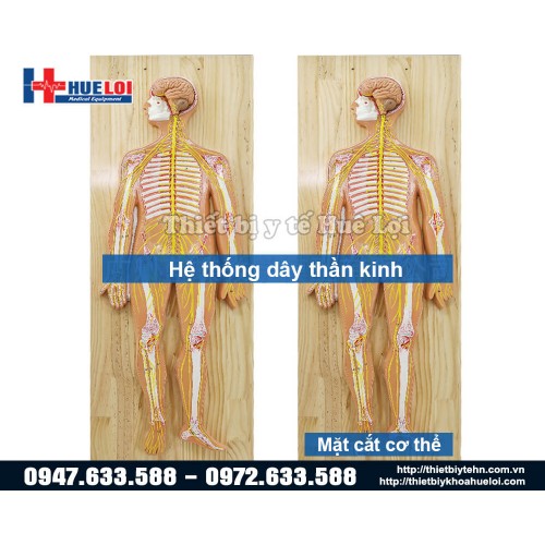 mô hình giải phẫu hệ thần kinh ở người