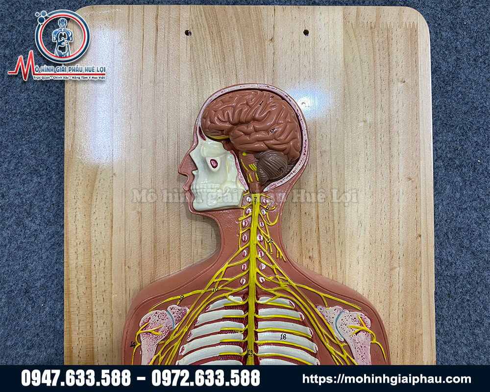 mô hình hệ thần kinh người chi tiết nhất