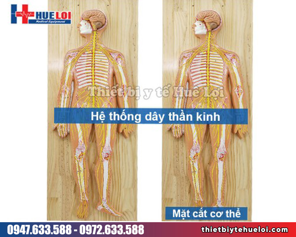 Mô hình giải phẫu hệ thần kinh người
