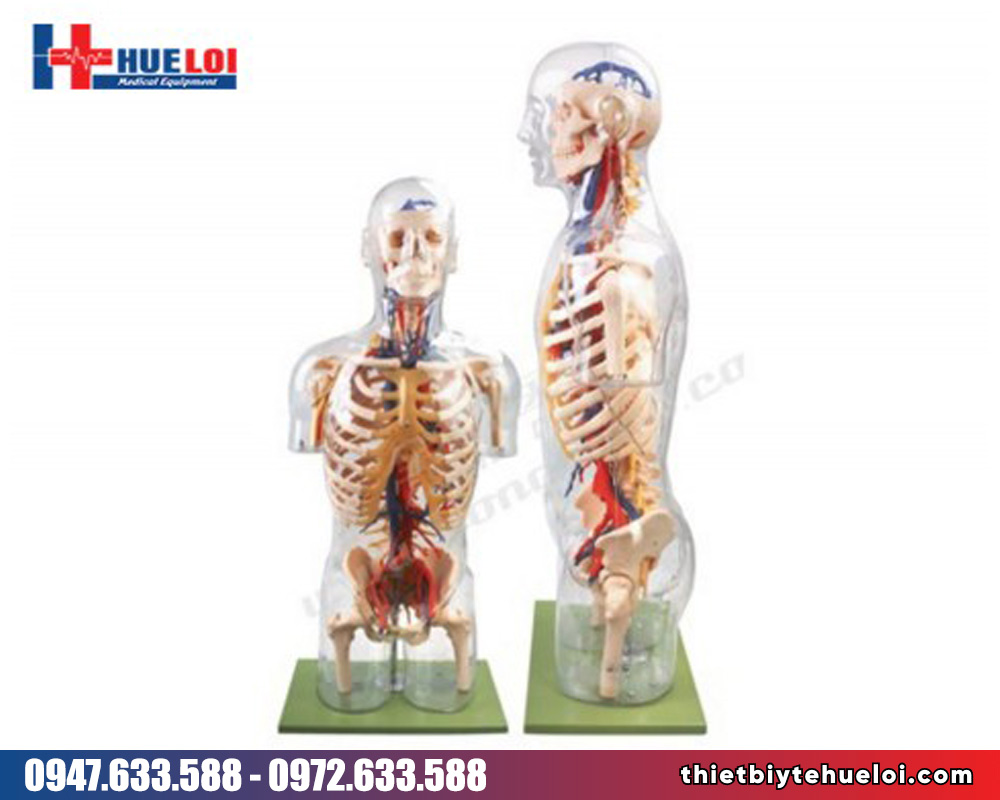 Mô hình giải phẫu thần kinh mạch máu thân trên