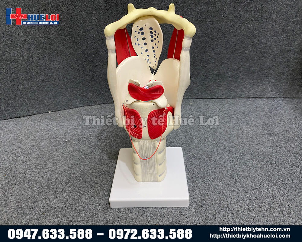 mô hình thanh quản cao cấp