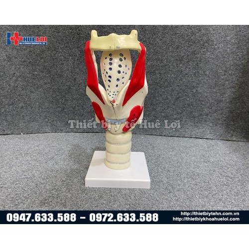 mô hình giải phẫu thanh quản