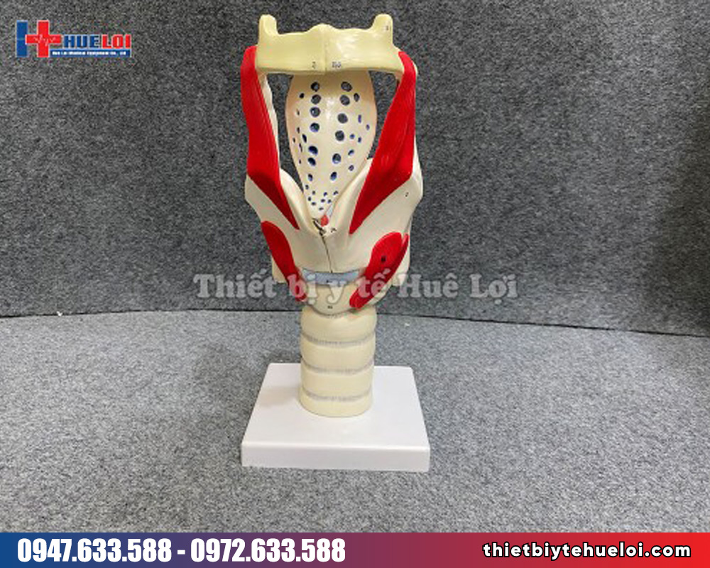 Mô hình giải phẫu thanh quản và nắp thanh môn